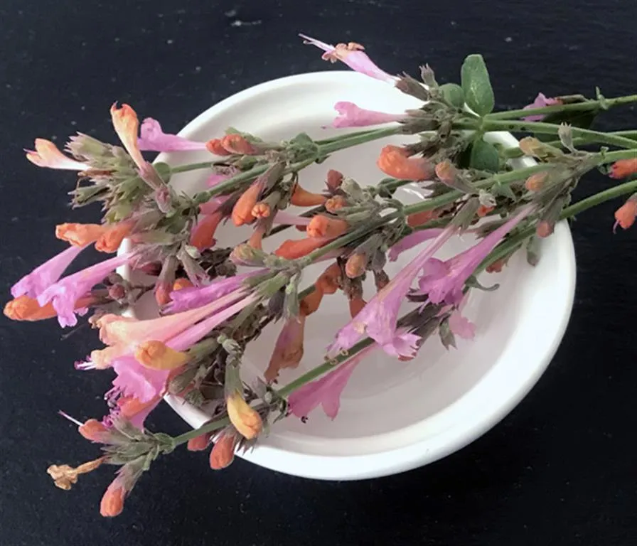Agastache