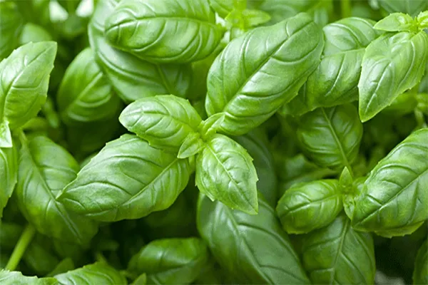 le basilic genovese