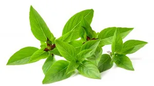 le basilic thaï