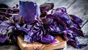 le basilic violet