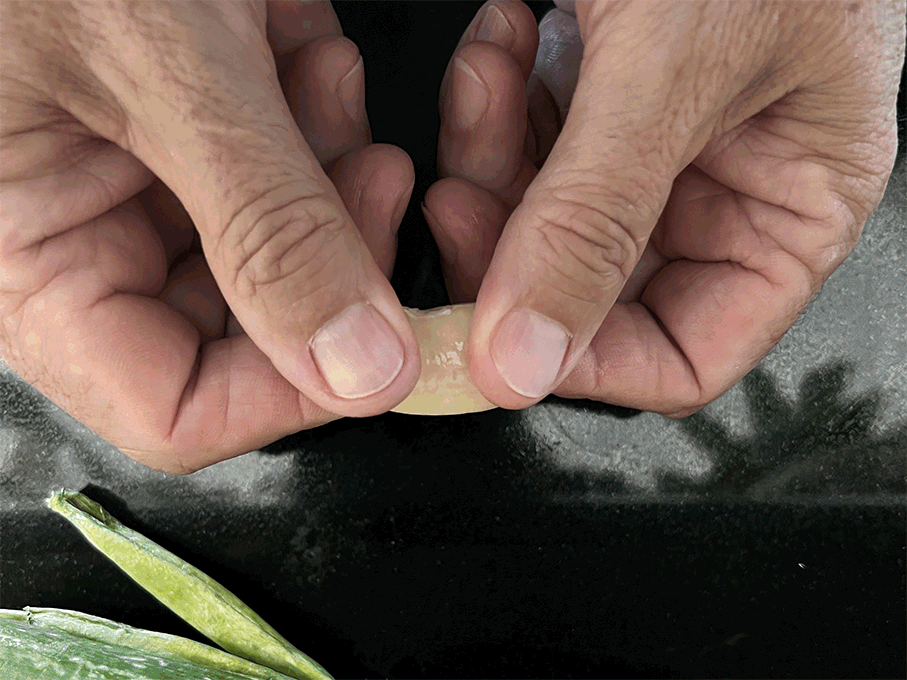 éplucher les pois du cap après trempage pour les bonbons piments réunionnais