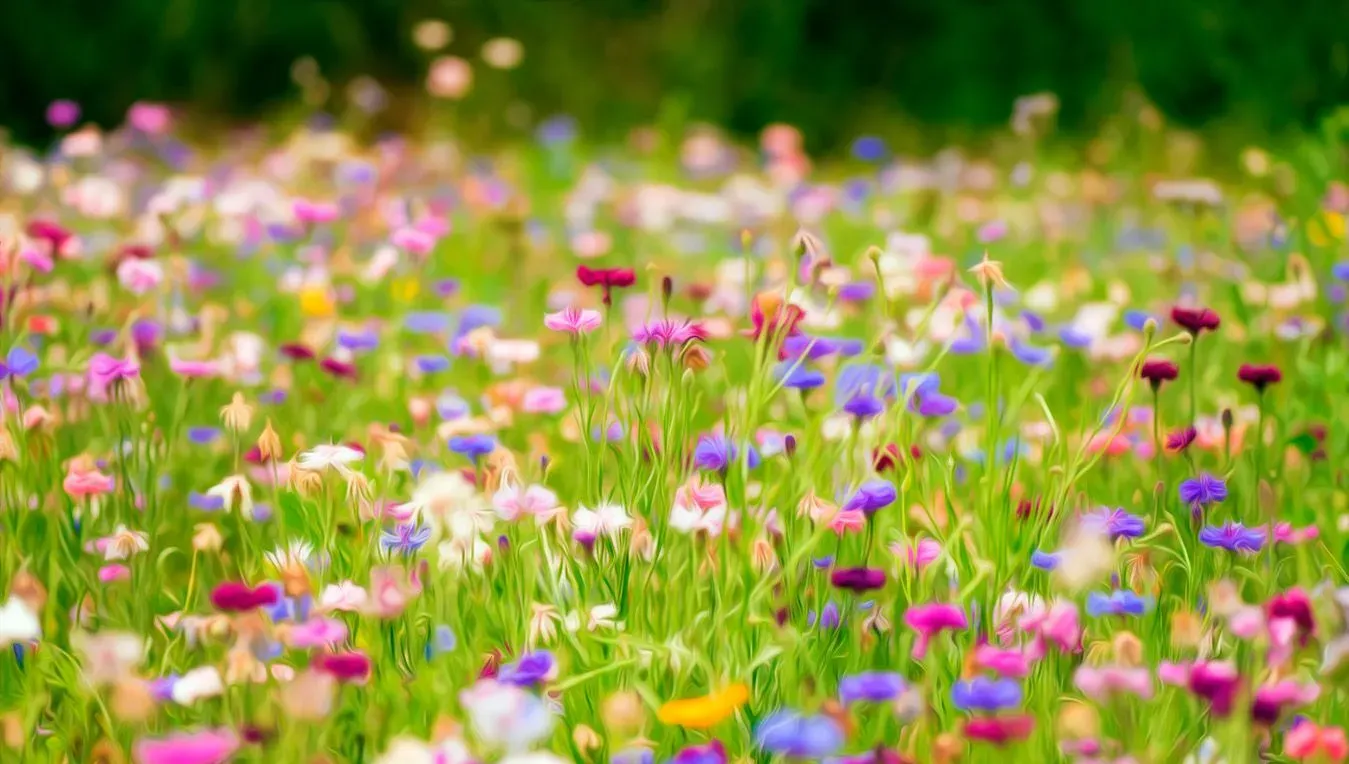 les fleurs comestibles