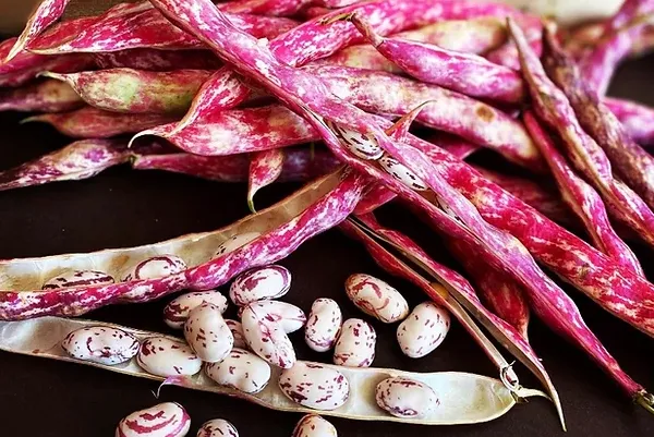 haricots coco