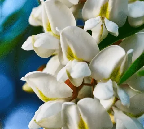 fleurs d'acacia