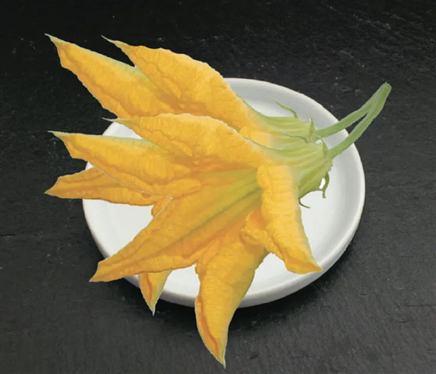 Fleurs de courgette