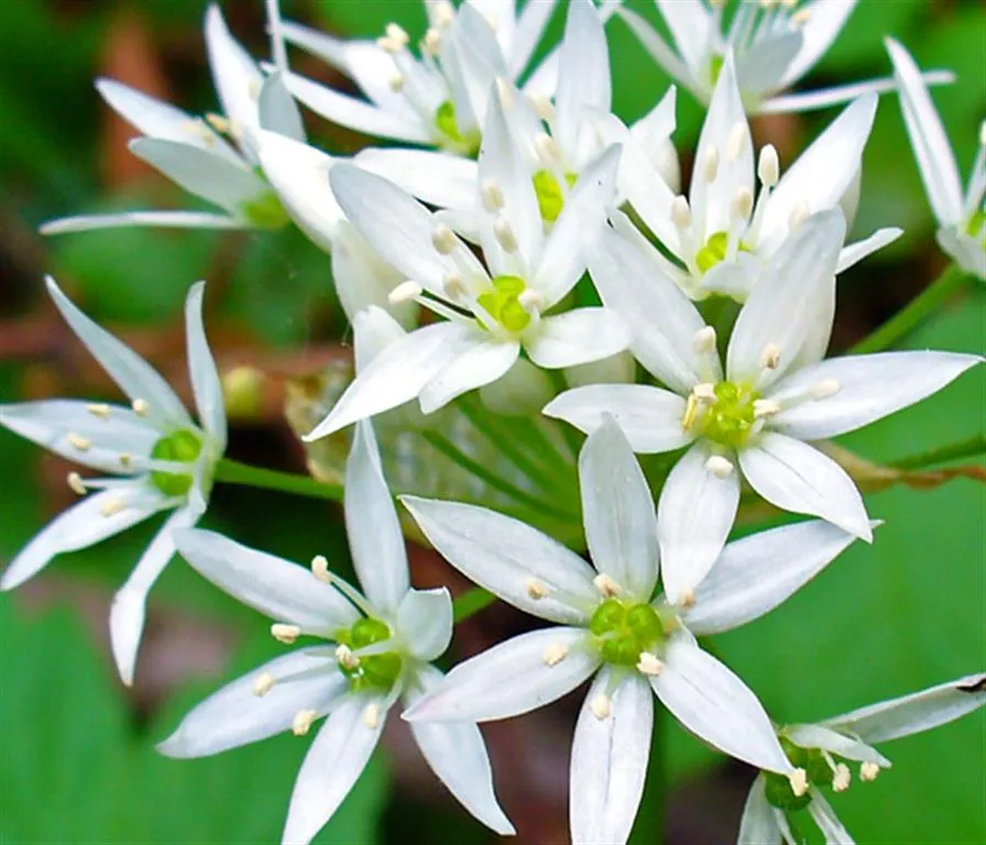 Fleur d'ail