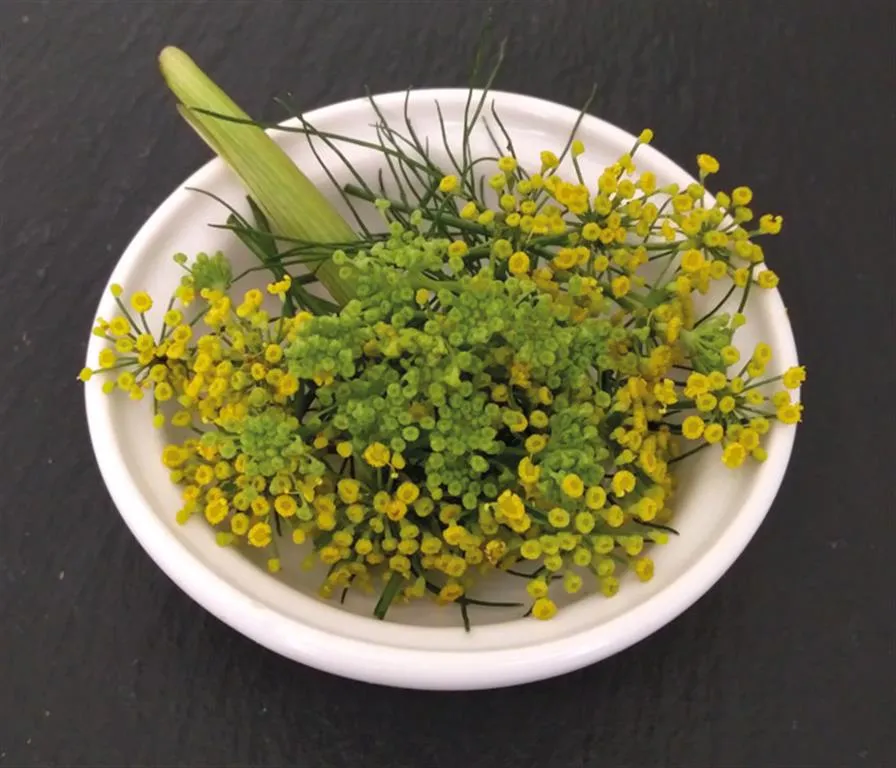  Fleur de fenouil