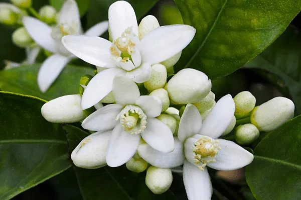 la fleur d'oranger