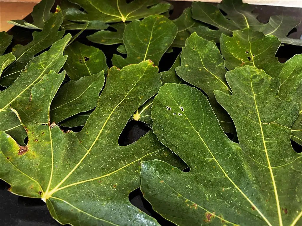 6 belles feuilles de figuier