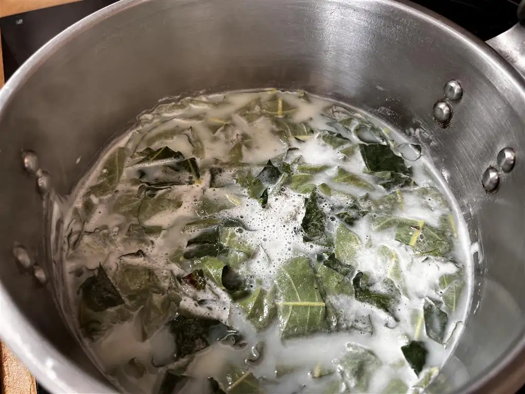 infusion des feuilles de figuier dans le lait sucré
