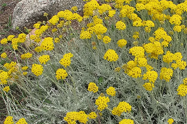immortelle ou herbe a curry