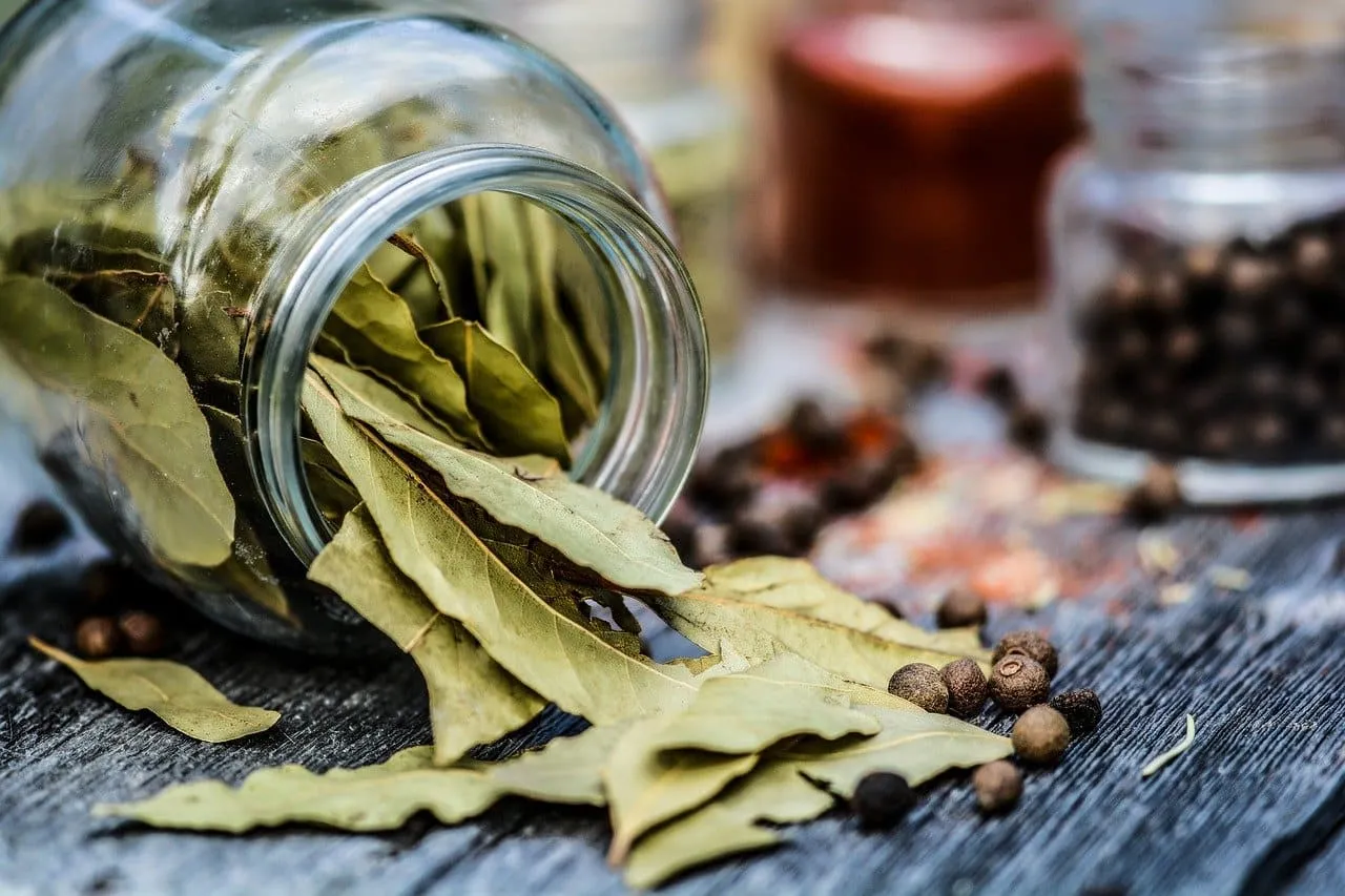 Le laurier sauce en cuisine