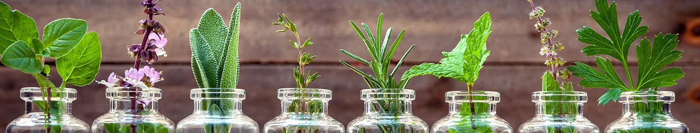 les herbes fraiches du jardin