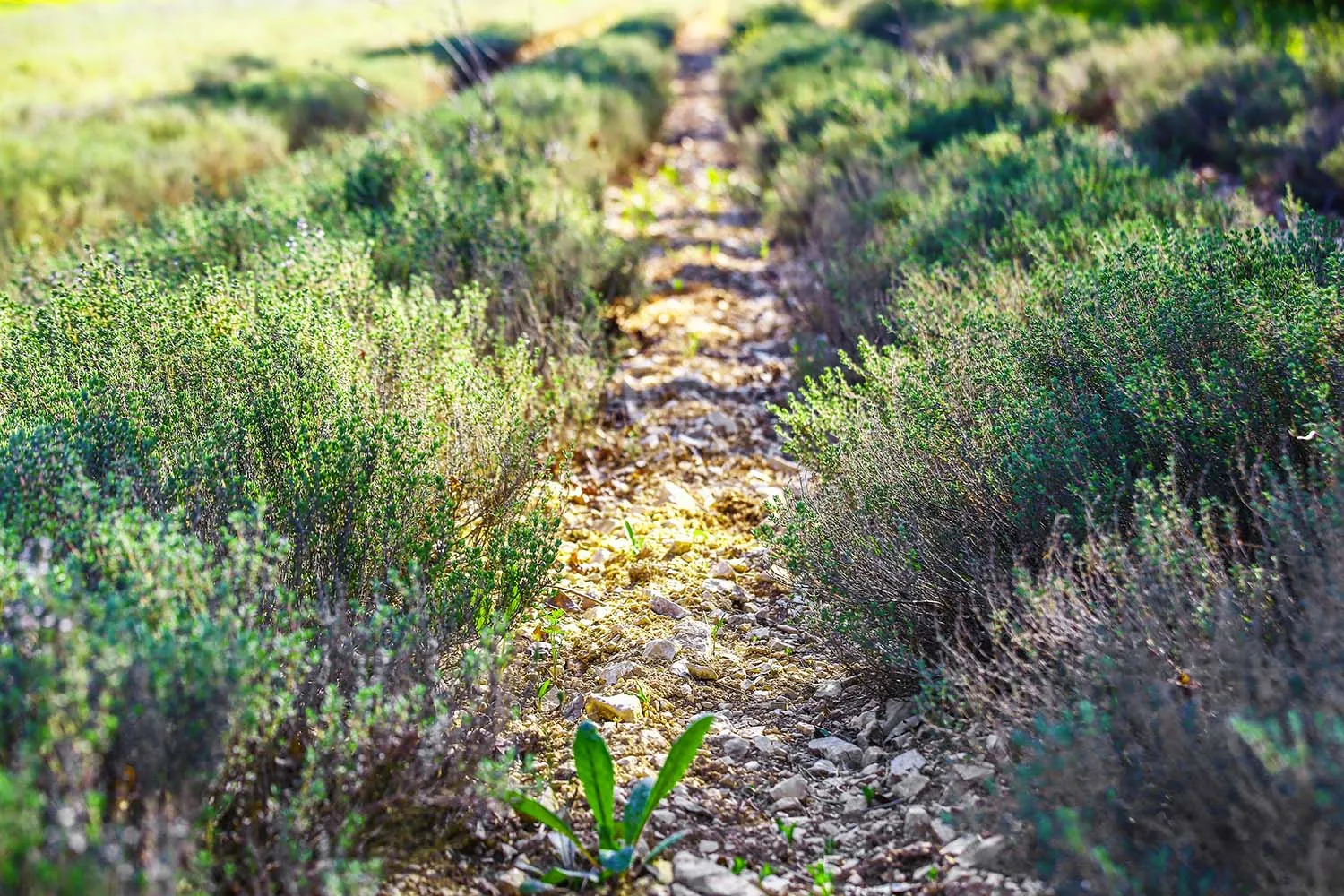 les herbes de provence