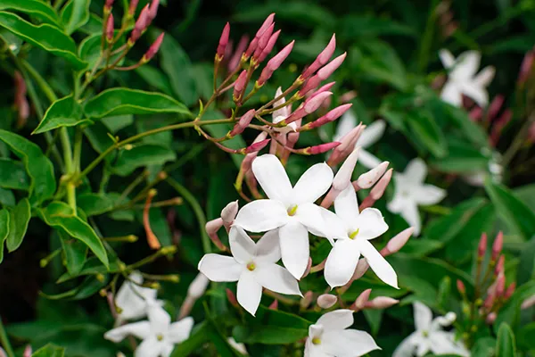 le jasmin