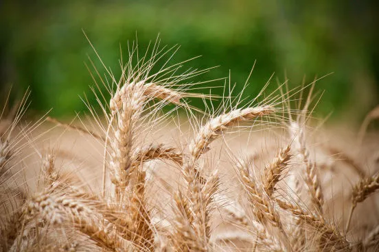 choix d'une bonne farine