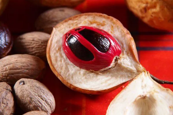le macis fruit du muscadier
