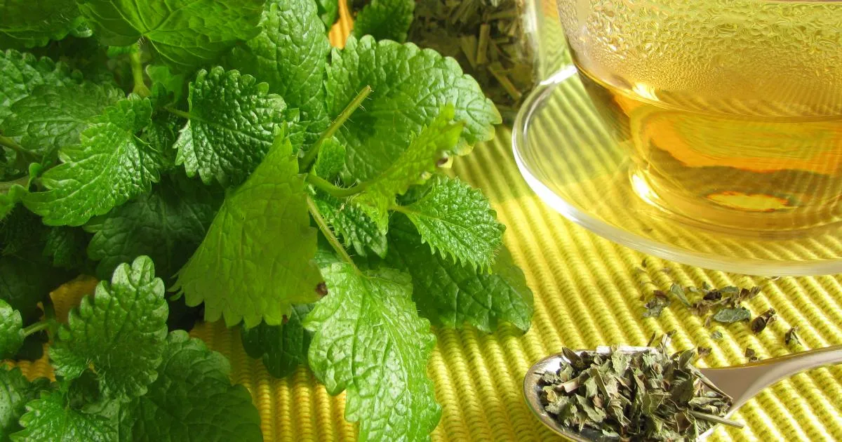 la mélisse et mélisse citronelle