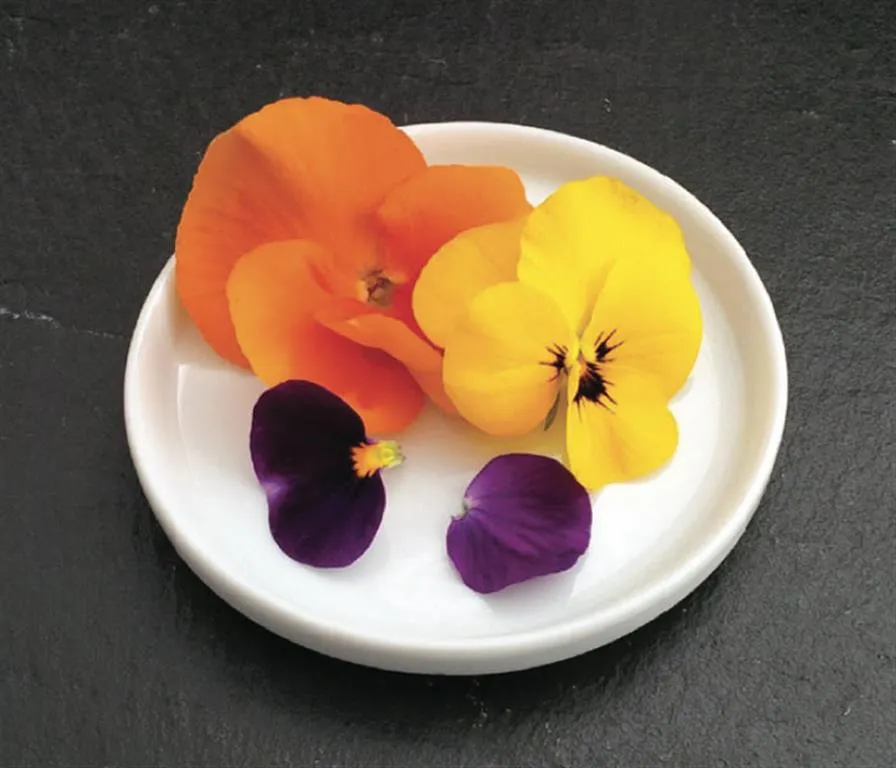  Pensée / viola