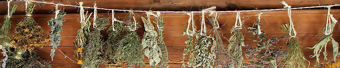 les herbes sèches du jardin appelées aussi herbes de Provence