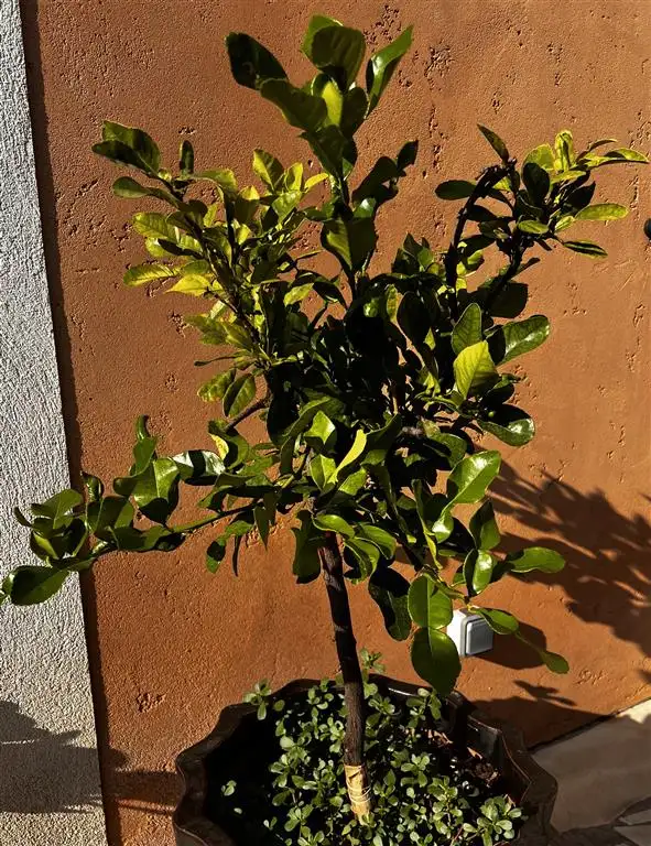le combava du jardin