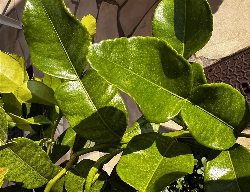 les feuilles de kaffir ou de combava