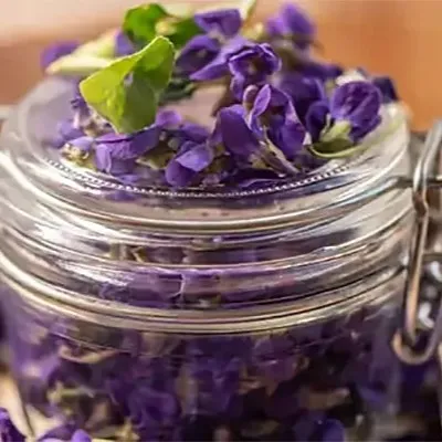 Violette de Tourettes