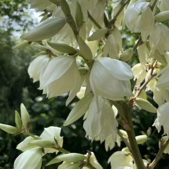 FLEURS DE YUCCAS GLORIOSA
